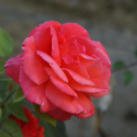 Romantic Gite Nr St Emilion With Private Pool And Views To Die For Pujols  Экстерьер фото