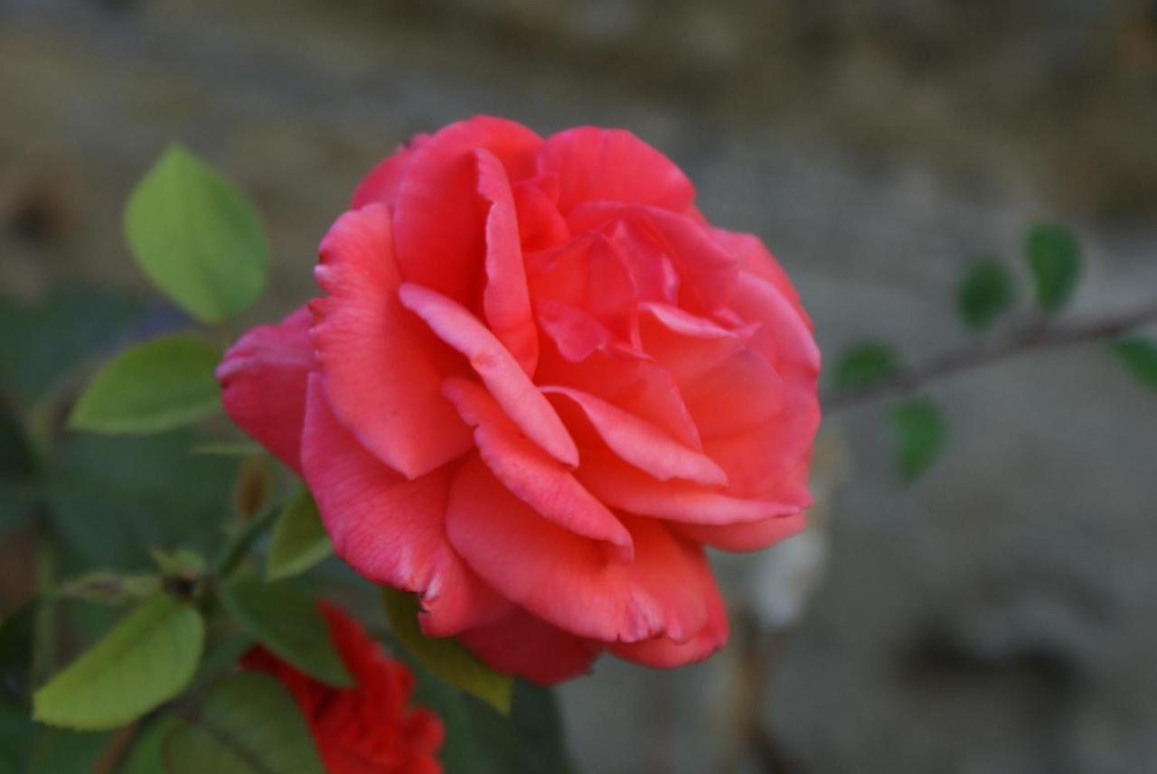 Romantic Gite Nr St Emilion With Private Pool And Views To Die For Pujols  Экстерьер фото